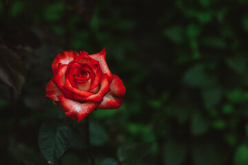 Rose flower bloom in roses garden on blurry background.