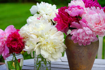 A bouquet of pink and white peony flowers in a vase