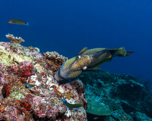 Naklejka na ściany i meble Titan Triggerfish, Balistoides viridescens, feeding coral in Maldives