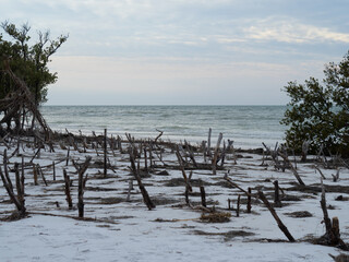 Rising Sea Levels Kills Mangroves on the Gulf of Mexico