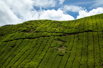 Tea crops, among the hills of Cameron Highlands, green landscapes modified by the hand of man in the area of Tanah Rata, Malaysia