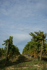Vineyards around La Morra, Piedmont - Italy