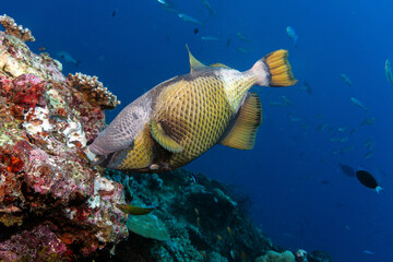 Naklejka na ściany i meble Titan Triggerfish, Balistoides viridescens, feeding coral in Maldives