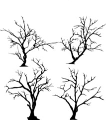 silhouette of tree without leaves