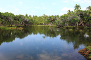 Fototapeta na wymiar ハワイ島(ビッグアイランド）。マカイワ湾にあるマウナ・ラニには、熱帯を感じさせる池が点在する。