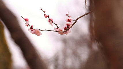 Branch of Plum Blossom with Spring Season