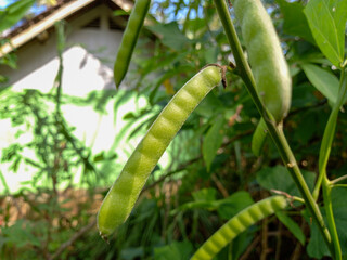 green peas on the vine