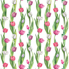 Obraz premium Floral seamless pattern of pink and white tulips with green leaves. Watercolor illustration on white background