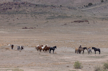 Fototapeta na wymiar Herd of Wild Horses in the Utah Desert in spring