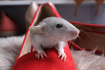 Cute grey rat in female shoe on fuzzy rug indoors, closeup