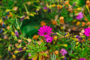 Green bush with flowers, natural background