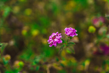 Green bush with flowers, natural background