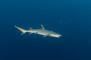 Fototapeta na wymiar Whitetip reef shark (Triaenodon obesus) in Maldives
