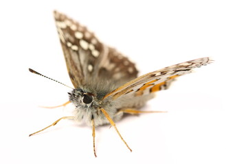 Small Heath butterfly, Coenonympha pamphilus isolated on white background