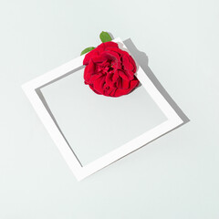 White frame and red rose flower with sunlight shadow on bright gray background. Minimal nature concept with copy space.