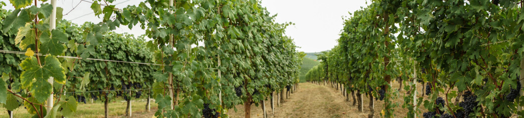 Fototapeta na wymiar Vineyards waiting for harvest