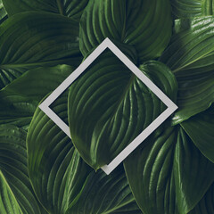 Creative tropical layout made of green leaves and white paper frame. Minimal nature concept.