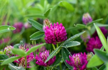 Blooming pink clover flower, close-up, natural green background.