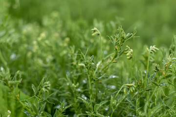Wild herbs after rain, natural green background. Meadow plants.
