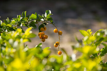 flor laranja no jardim