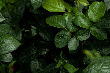 Background, Texture made of green leaves with raindrop, dew. top view