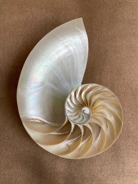 nautilus shell symmetry Fibonacci half cross section spiral golden ratio structure growth close up back lit mother of pearl close up ( pompilius nautilus ) stock, photo, photograph, image, picture
