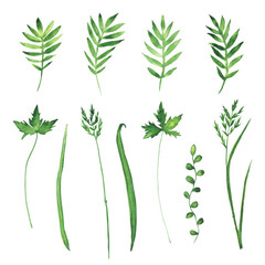 Watercolor collection of green grass isolated on white background. Hand drawing illustration for design.