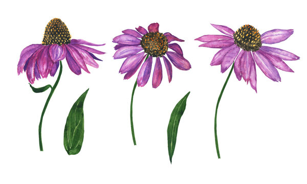 Three flower of Echinacea isolated on white background. Watercolor hand drawing illustration. Coneflower herbal plant.