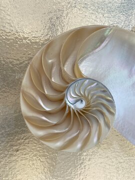 nautilus shell symmetry Fibonacci half cross section spiral golden ratio structure growth close up back lit mother of pearl close up ( pompilius nautilus ) stock, photo, photograph, image, picture