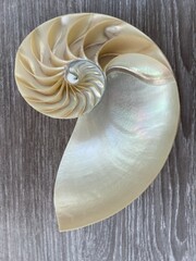 nautilus shell symmetry Fibonacci half cross section spiral golden ratio structure growth close up...