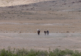 Herd of Wild Horses in the Utah Desert in spring