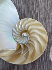 nautilus shell symmetry Fibonacci half cross section spiral golden ratio structure growth close up...