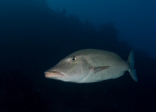 Small-tooth emperor, lethrinus microdon, in Maldives