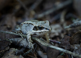 Greyish green wood frog is camouflage on the forest floor that is covered in dead leaves and sticks.
