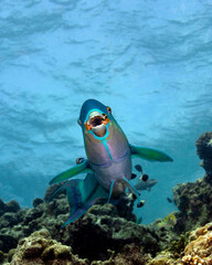Fototapeta na wymiar Sheephead Parrotfish, Scarus strongycephalus, in Maldives