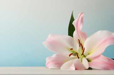 Beautiful pink lily flower on white table against light blue background, closeup. Space for text