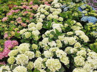 Hydrangea macrophylla