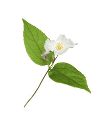 Naklejka na ściany i meble Beautiful flowers of jasmine plant with leaves on white background