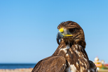 Close up of hawk head and upper body.