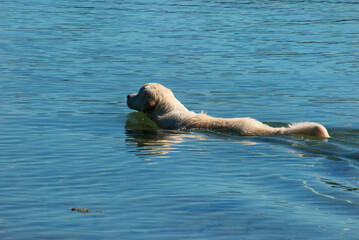Fototapeta premium Golden retriever swim in the blue sea.