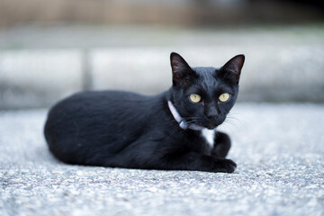 A black cat with yellow eyes lying on the pavement and turns to look at the camera , Selective focus