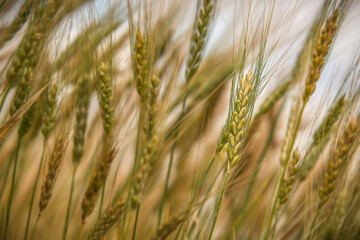 Wheat field. Ears of golden wheat close up
