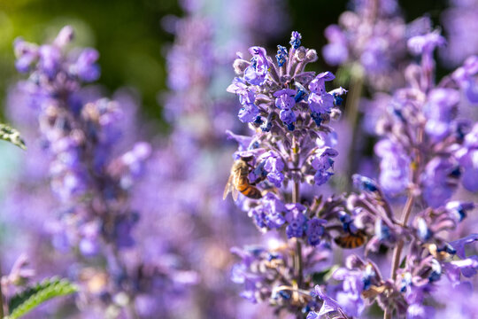Zilās puķes / Flowers
