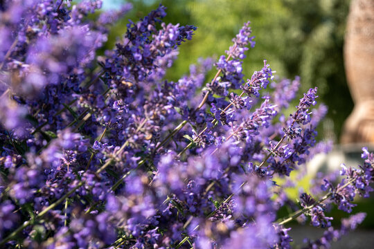 Daba Bilder Durchsuchen 962 Archivfotos, und Videos