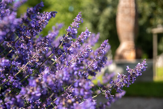 Zilās puķes / Flowers