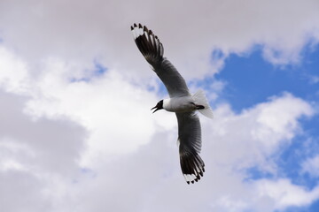 Seagull Migrating
