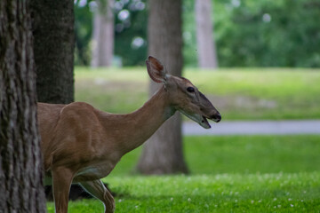 Deer in Chesterfrost park
