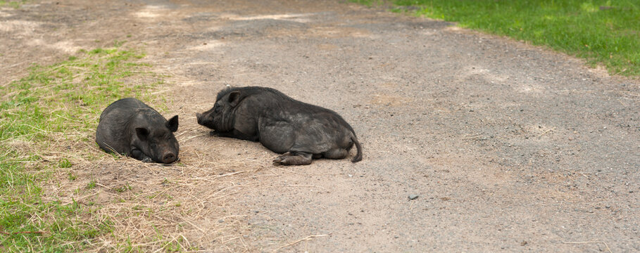 wild boars lying on a forest road