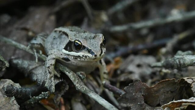 Close up of a wood frog sitting on a natural forest floor.  The frog’s throat moves as it breathes.


