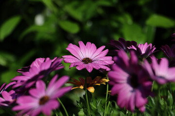 Obraz premium Bornholmer Margerite